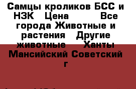 Самцы кроликов БСС и НЗК › Цена ­ 400 - Все города Животные и растения » Другие животные   . Ханты-Мансийский,Советский г.